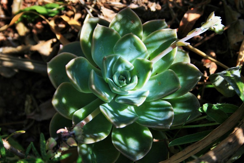 多肉植物美图大全