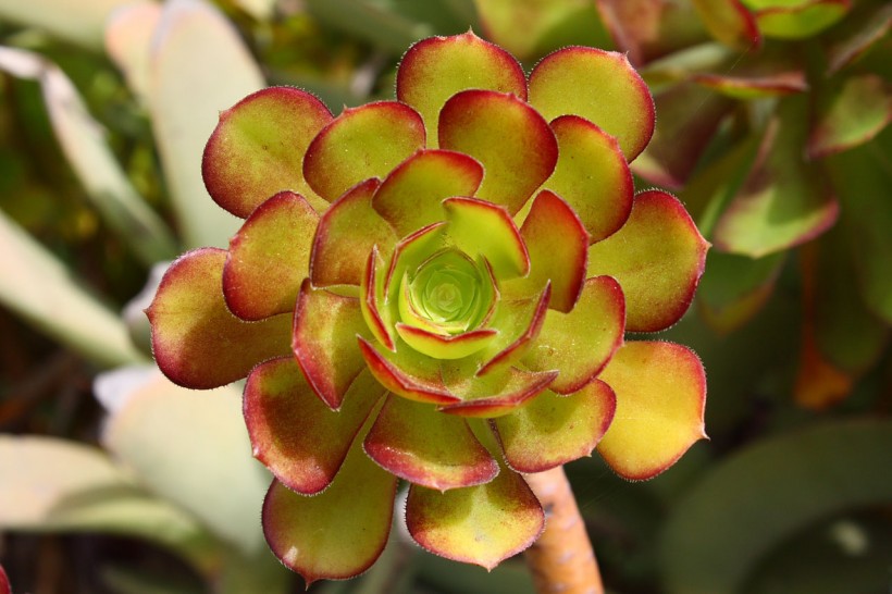 多肉植物美图大全