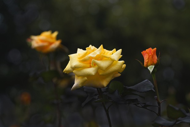 月季花品种图片大全
