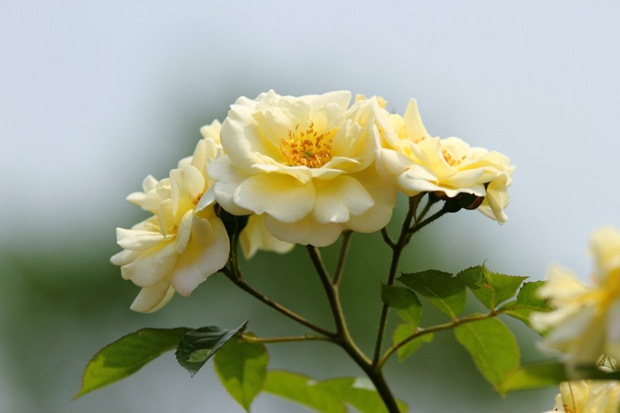 各色月季花品种图片大全