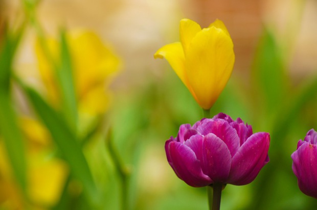 美丽的郁金香鲜花图片