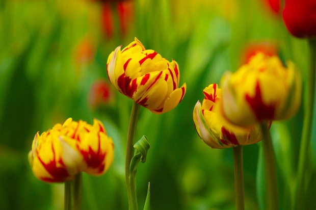 美丽的郁金香鲜花图片