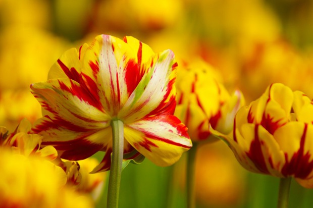 美丽的郁金香鲜花图片