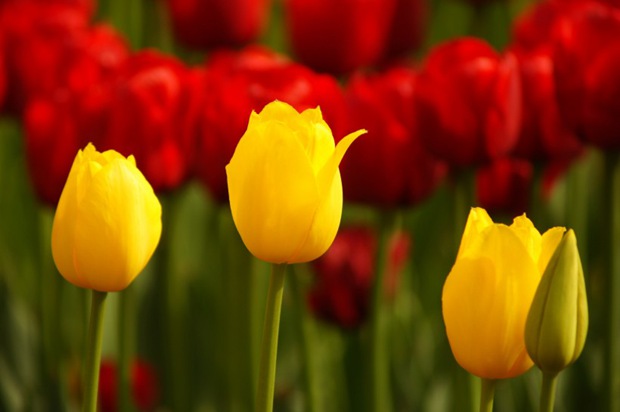 美丽的郁金香鲜花图片