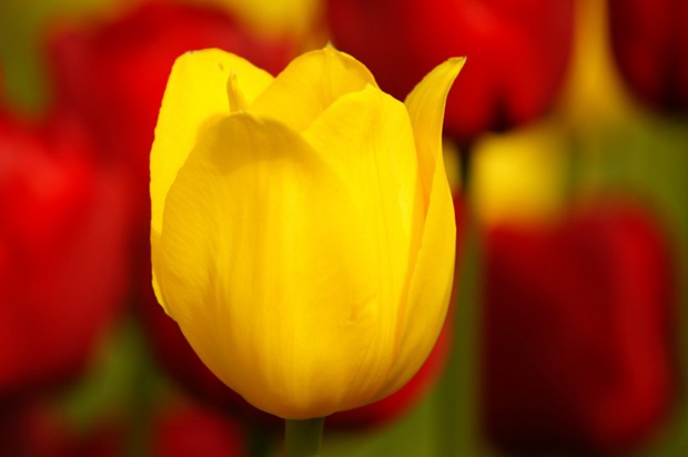 郁金香植物图片