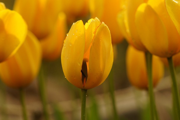 唯美郁金香花儿图片大全