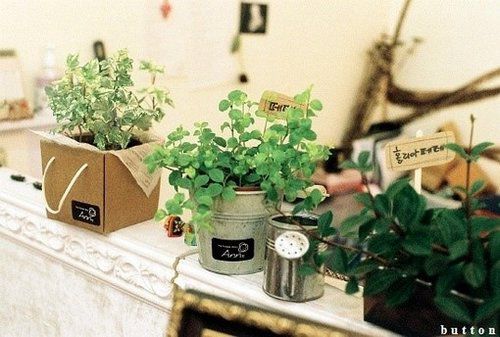 文艺小清新多肉植物图片