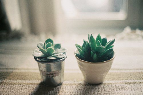 文艺小清新多肉植物图片