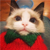 可爱萌系女生猫咪头像图片