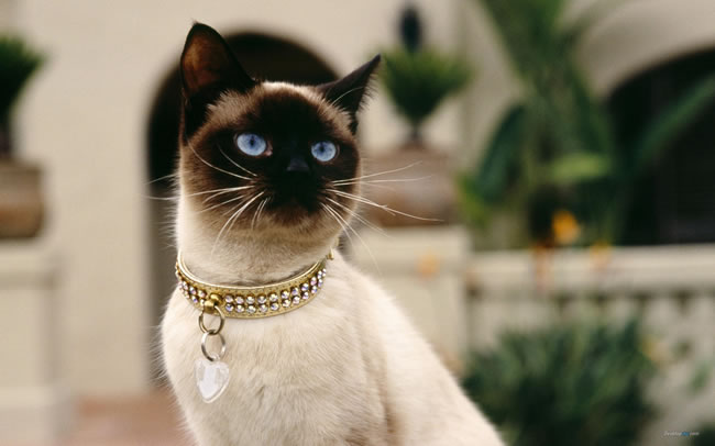 猫咪图片大全可爱