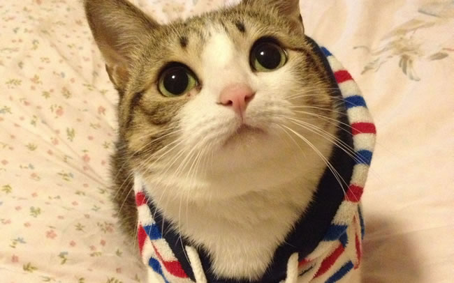 猫咪图片大全可爱