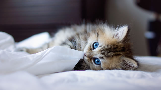 猫咪图片大全可爱