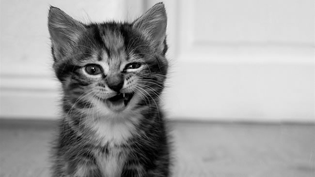 猫咪图片大全可爱