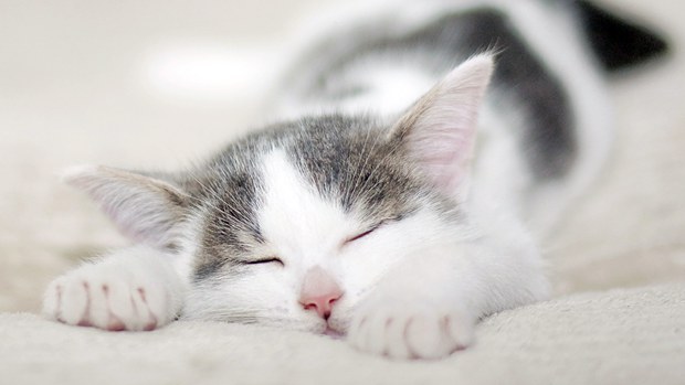 睡觉的猫咪卡哇伊可爱美图