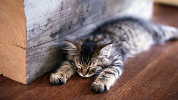 睡觉的猫咪卡哇伊可爱美图
