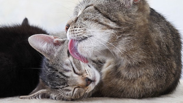 睡觉的猫咪卡哇伊可爱美图