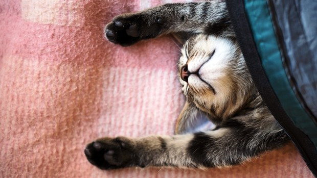 睡觉的猫卡哇伊可爱美图