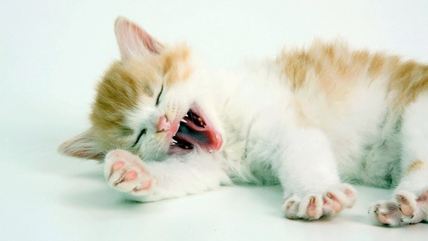 睡觉的猫卡哇伊可爱美图
