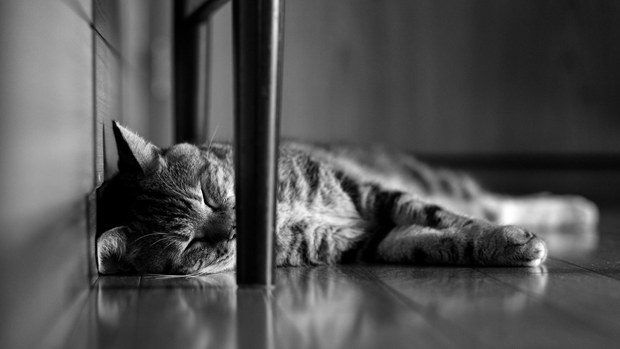 可爱猫咪睡觉搞笑的姿势
