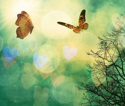 美丽的蝴蝶图片