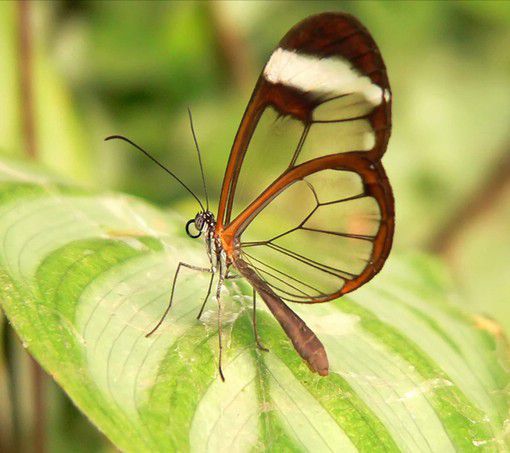 美丽的蝴蝶图片