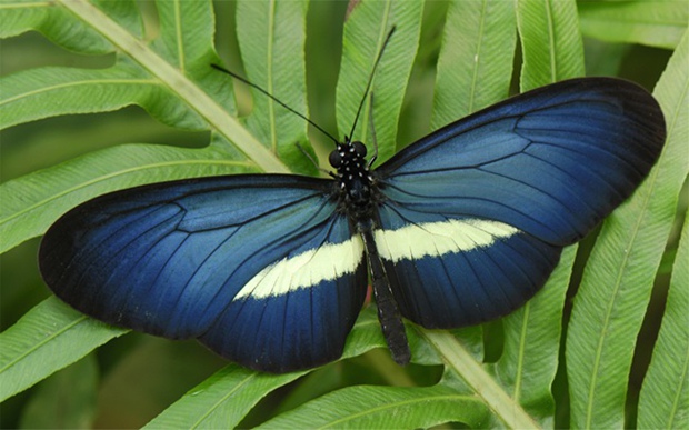 黑色美女般的蝴蝶图片