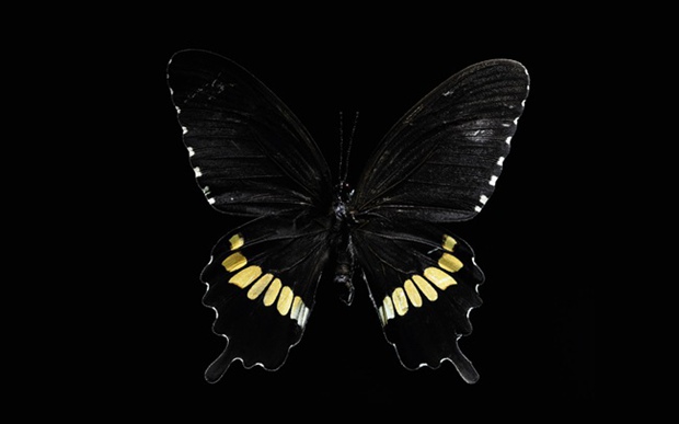 黑色美女般的蝴蝶图片
