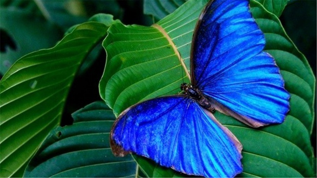 美丽的蝴蝶昆虫图片大全