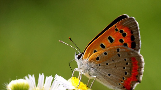 美丽的蝴蝶昆虫图片大全