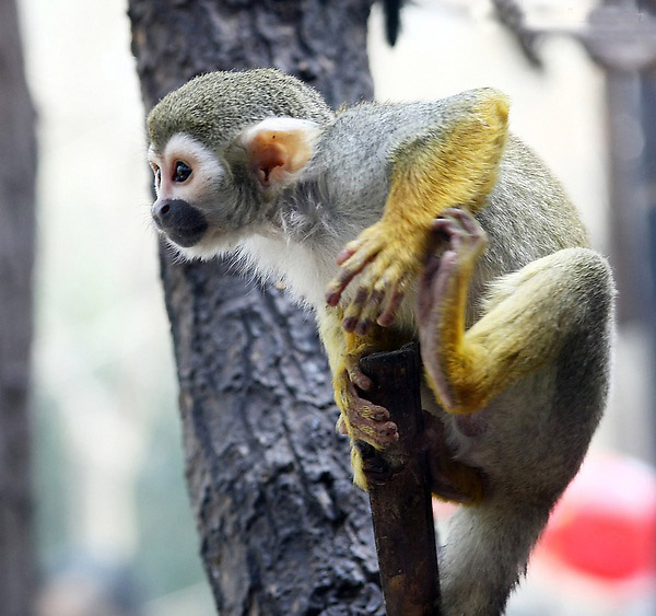 可爱哺乳动物松鼠猴猴子图片
