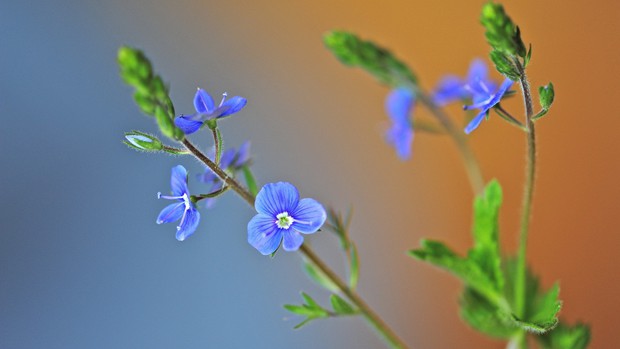 唯美花儿争相开放的春天图片