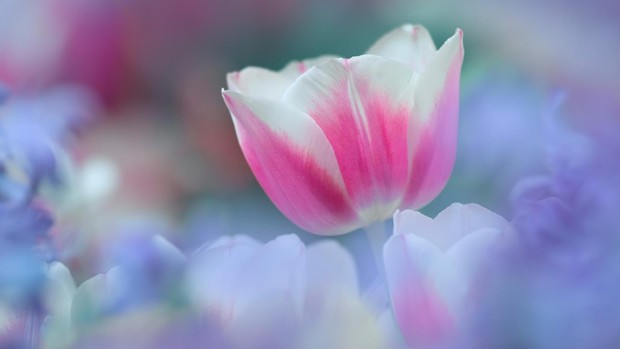 春天鲜花开放美丽图片