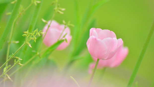 春天鲜花开放美丽图片