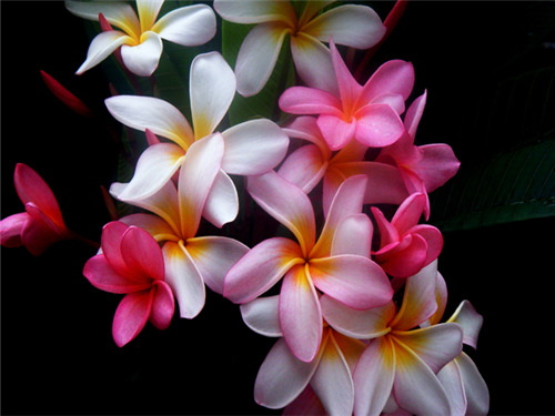 唯美可爱花朵花瓣图片