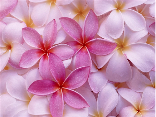 唯美可爱花朵花瓣图片