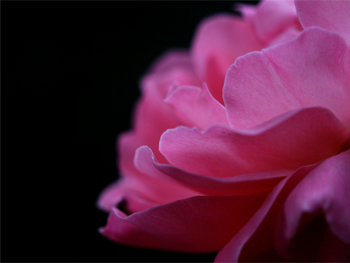 唯美可爱花朵花瓣图片