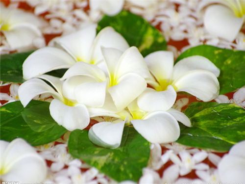 唯美可爱花朵花瓣图片