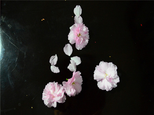 唯美可爱花朵花瓣图片