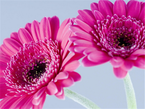 唯美可爱花朵花瓣图片