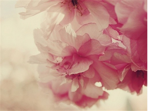 唯美可爱花朵花瓣图片