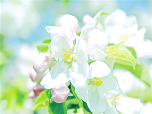 唯美可爱花朵花瓣图片
