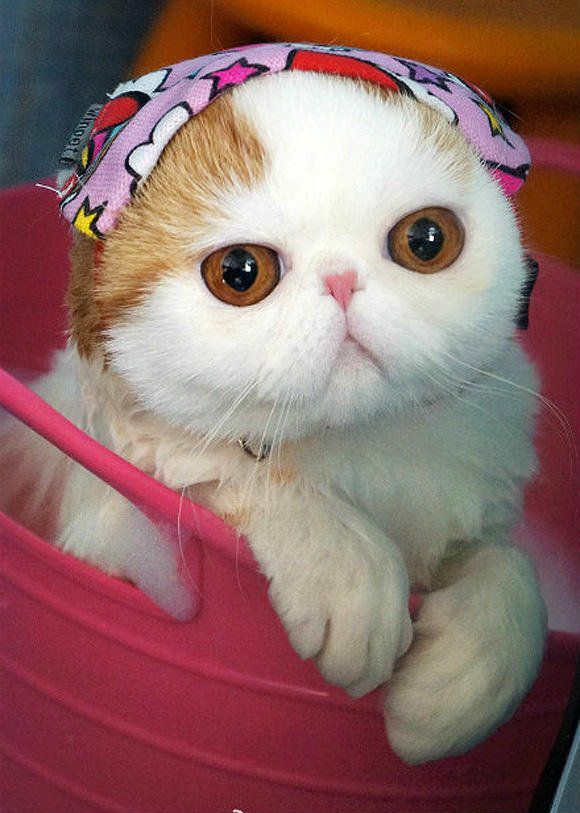 搞笑可爱的大脸猫咪图片