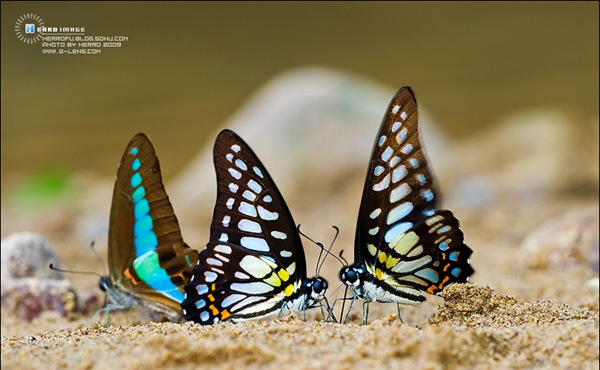 迷人的鳞翅目昆虫蝴蝶图片