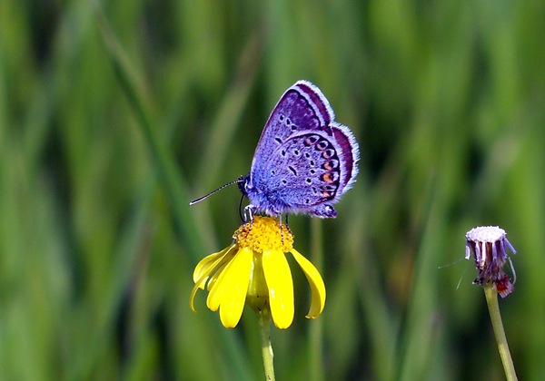 迷人的鳞翅目昆虫蝴蝶图片
