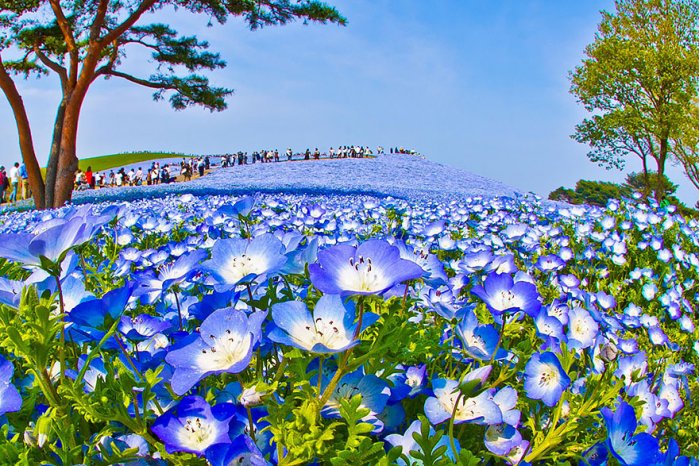 美丽的花海自然风景图片大全