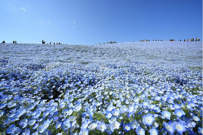 美丽的花海自然风景图片大全