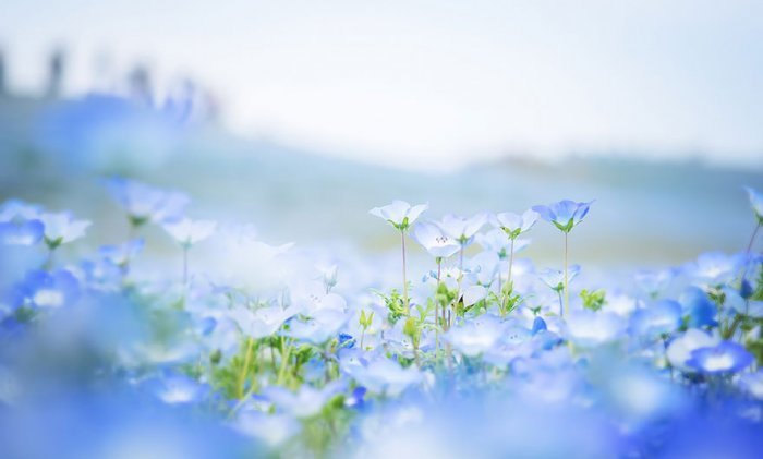 美丽的花海自然风景图片大全