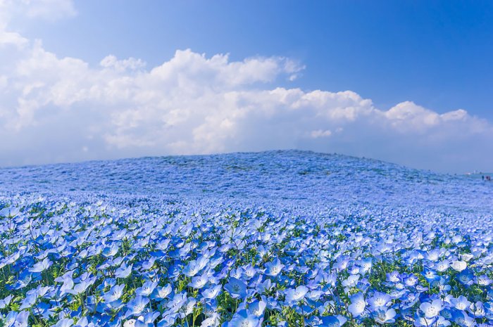 美丽的花海自然风景图片大全