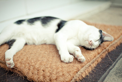 喵了个咪的可爱猫咪图片大全
