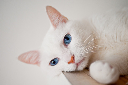 喵了个咪的可爱猫咪图片大全